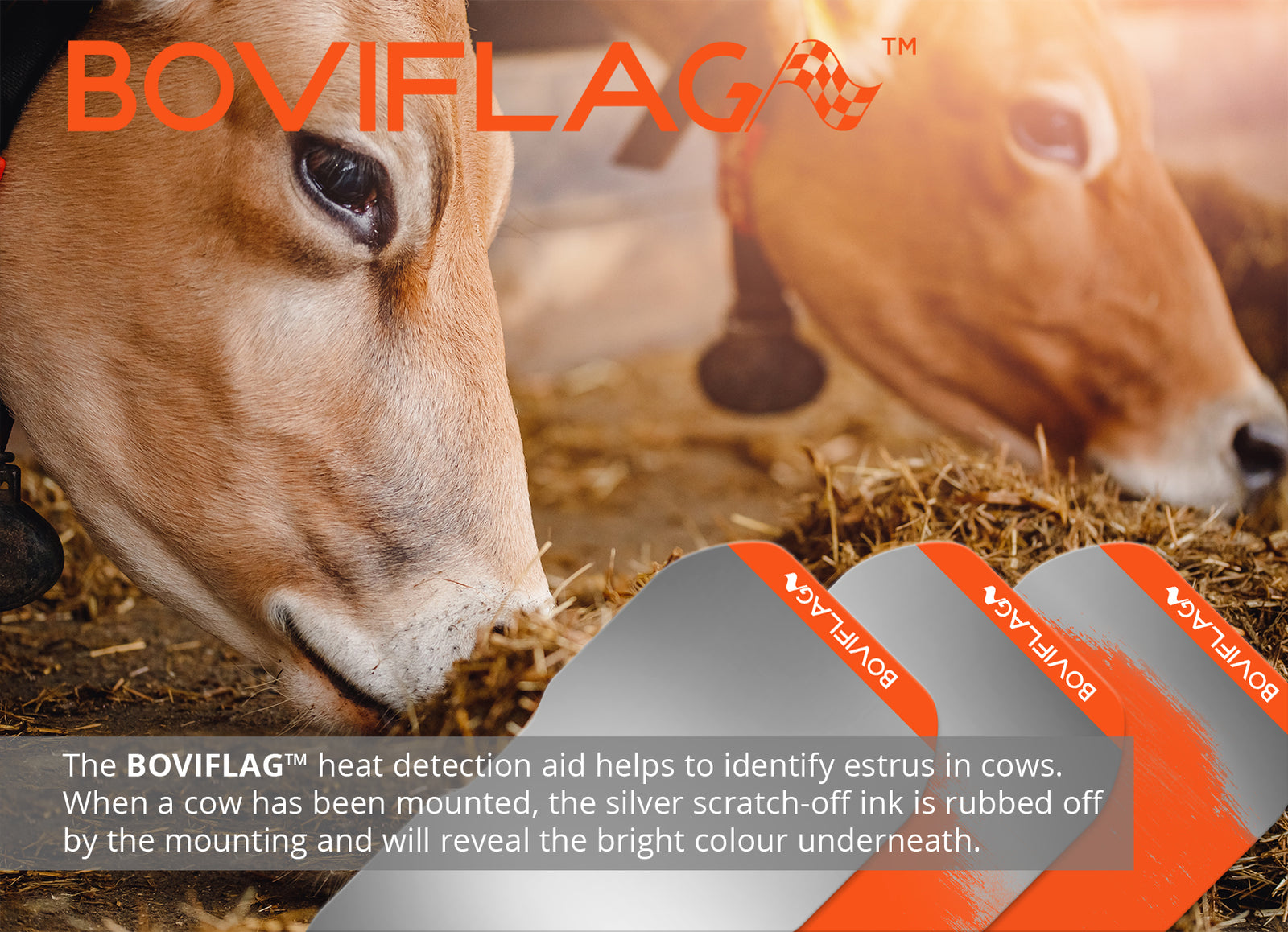 Boviflag™ Estrus Detector Patch, Red, 50/pk