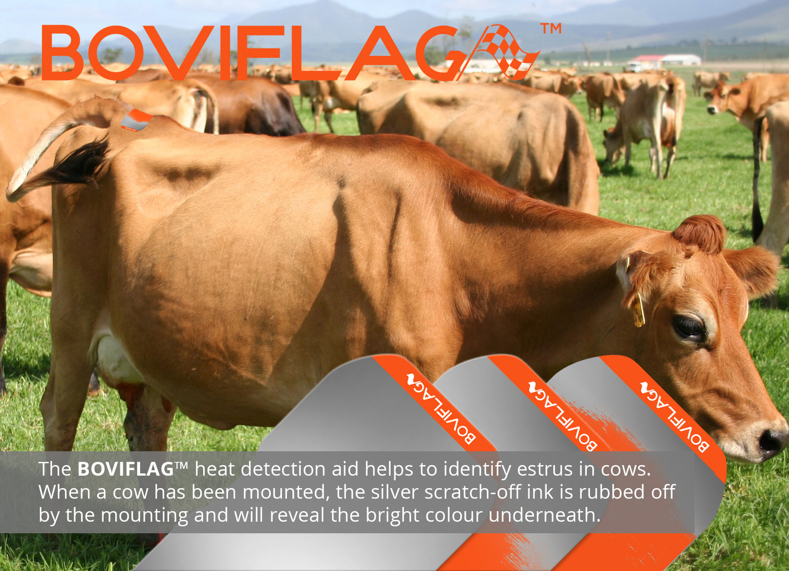 Boviflag™ Estrus Detector Patch, Red, 50/pk